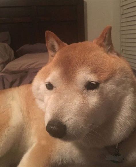 28 Photos That Prove Shiba Inu’s Are Humans With Fur | CutesyPooh | Shiba inu, Shiba, Animals