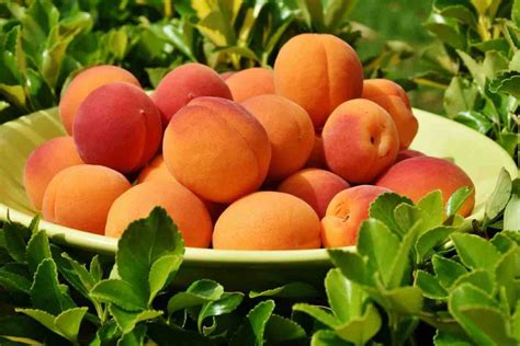 Apricot Health Benefits: A Yummy Fruit Packed With Goodness