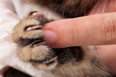 Trimming Your Cat's Nails: The Quick Guide to Kitty Mani-Pedis - CatGazette