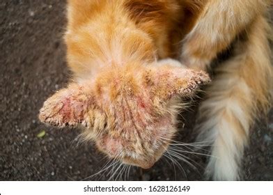 Mange In Cats: Causes, Symptoms, Treatment, And Prevention Daily Paws | atelier-yuwa.ciao.jp
