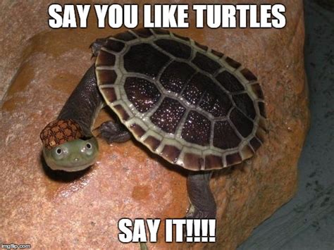 turtle meme - Imgflip