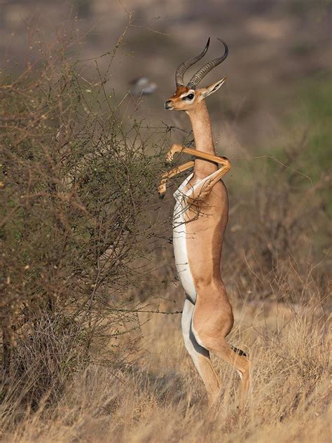 Did You Know That Standing Gazelles Look Hilarious?