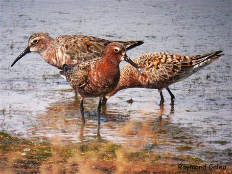 Birdwatching in Malta - Curlew Sandpiper