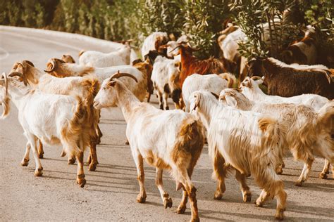 Fainting Goats | Taylorsville Veterinary Clinic