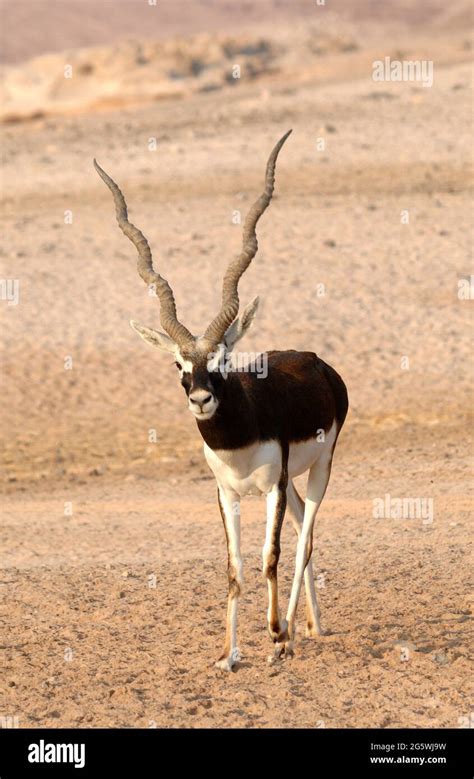 Persian gulf wildlife hi-res stock photography and images - Alamy