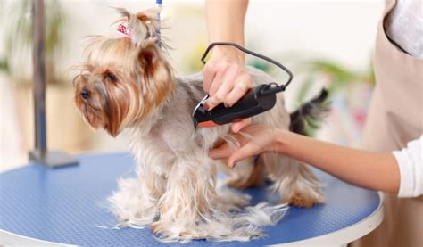 Pet Grooming | Regular Grooming Promotes Good Health | Call Animal Boutique Today - Animal Boutique