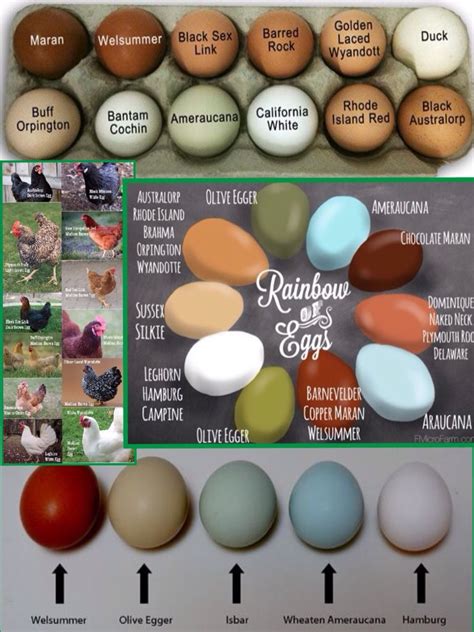 Chicken breed & egg color chart | Chicken coop, Chicken breeds, Laying chickens