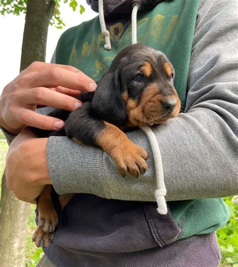 Beagle Coonhound Mix Puppies