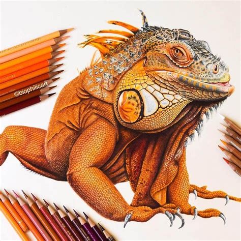 Brightly Colored Animal Pencil Drawings | Pencil drawings of animals, Color pencil art, Pencil ...