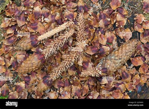 Spruce (Picea abies) cones eaten by a Red Squirrels (Sciurus vulgaris). Germany Stock Photo - Alamy