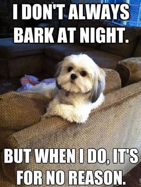 101 Best Funny Dog Memes to Make You Laugh All Day