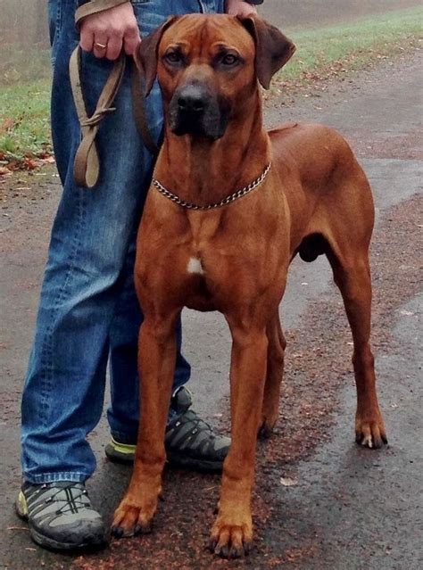 Rhodesian Ridgeback | Rhodesian ridgeback dog, Rhodesian ridgeback ...