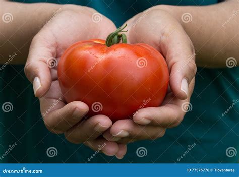 The Ripe Tomato stock photo. Image of ripe, orange, close - 77576776