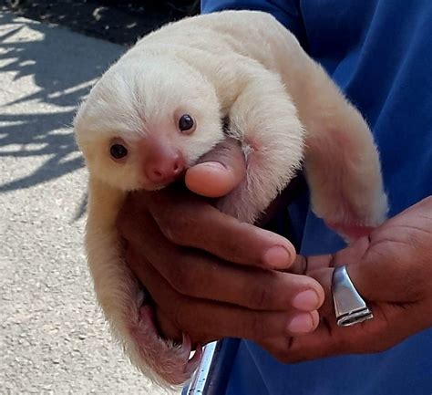 Albino Baby Animals