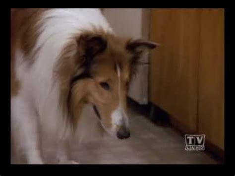 The New Lassie (Season 2 Eps.19) - YouTube