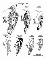 Woodpeckers Coloring Page sketch template
