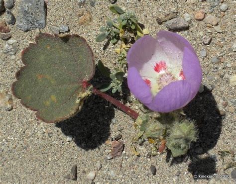 kinexxions: Death Valley :: Desert Flowers #1