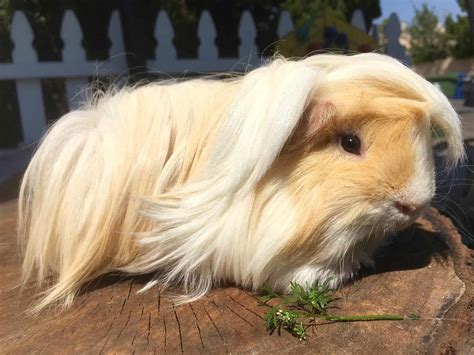 Peruvian Guinea Pigs - Everything You Need to Know - The Pet Savvy