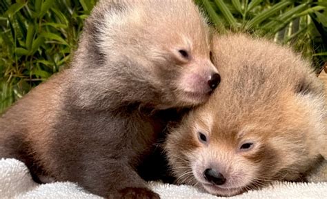 New Bedford’s Buttonwood Park Zoo’s endangered Red Panda cubs reach ...