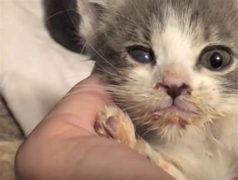 Near Dead Kitten Saved from Euthanasia by Heroic Woman Who Refused to ...