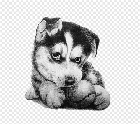 Alaskan Malamute Husky Drawing Painting, Huskies, mammal, animals png ...