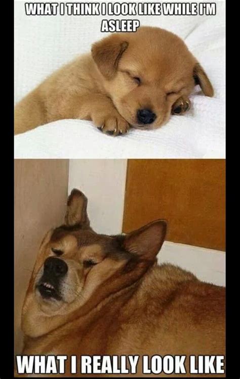 My SO took a picture of me while I was sleeping. I was reminded of this... - Imgur | Funny ...