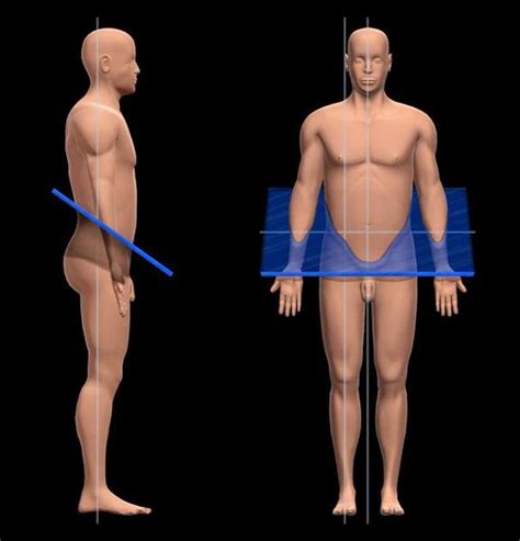 Oblique Plane Anatomy - Anatomical Charts & Posters