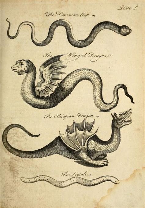 The Little King of Serpents: A Basilisk in the Archives - The Cabinet of Curiosity