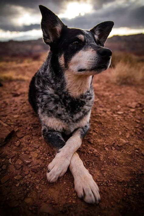 Meet the Blue Heeler Corgi Mix: Why This Adorable Crossbreed Is a Must-Have