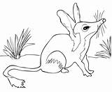 Australian Animal Template  Templates Free & Premium sketch template