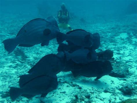 Green Humphead Parrotfish (Bolbometopon muricatum) - Marine Life - Liveaboard Diving