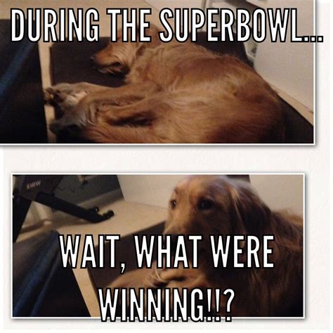 My dog during the Super Bowl | Dogs, Super bowl, Animals