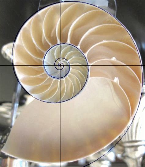 Fibonacci Sequence Shell