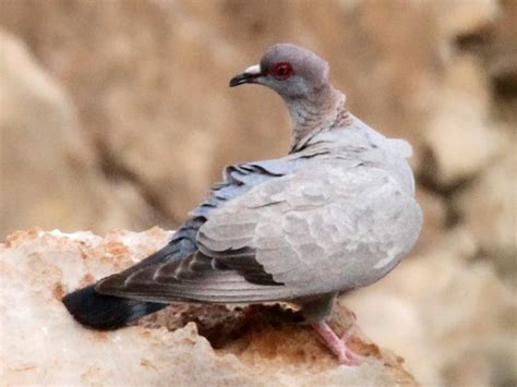 Somali Pigeon - eBird