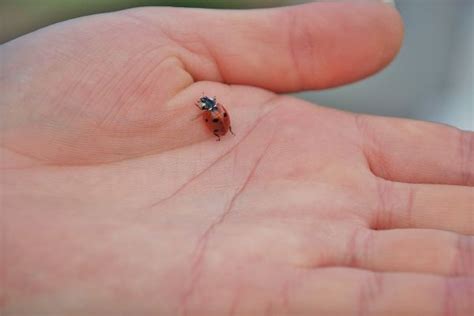 Free Images : nature, red, insect, ladybug, close up, animals, insects, macro photography ...