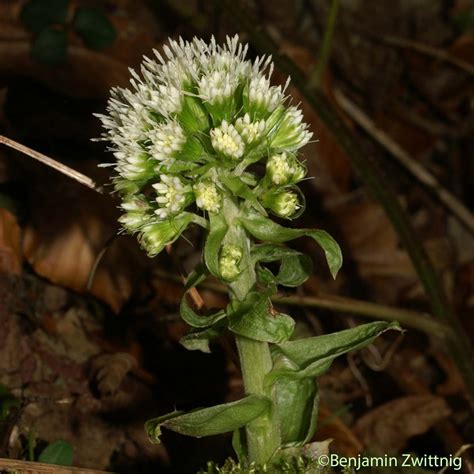 Le Pétasite blanc - Petasites albus - quelle-est-cette-fleur.com