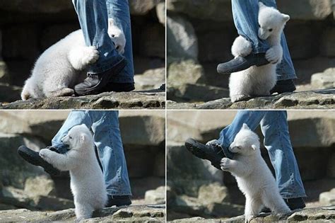 Polar Bear attack in Canada