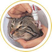 Empangeni Veterinary Hospital - Cat care info - Ear Care | VetDirectory