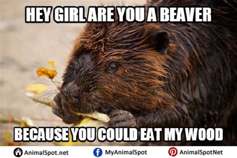 Beaver Memes