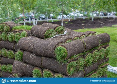 Turf Grass Rolls for Lawn. Carpet of Turf, Roll of Sod for Landscaping. Installation of Modern ...