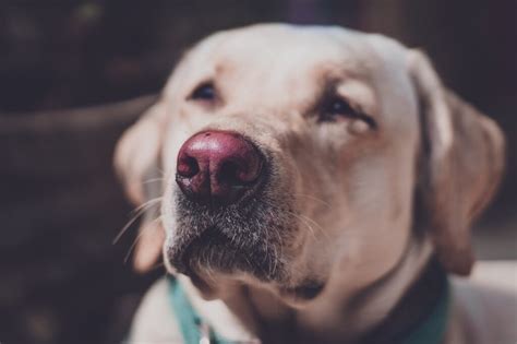 Dudley Lab: Surprising Details About the Pink-Nosed Labrador - Labrador Wise