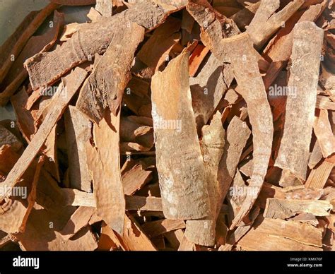 Cinnamomum cassia Stock Photo - Alamy