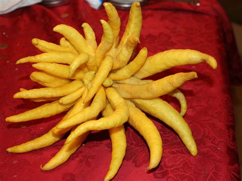 Fingered citron | Eye candy, Buddha's hand, Food