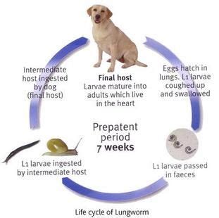 Lungworm - life cycle | Pet health, Life cycles, Doggy