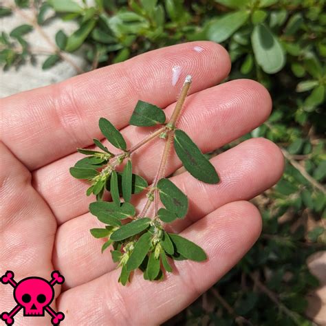 Purslane Identification — Four Season Foraging