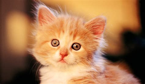 +1001 Hình Ảnh Mèo Cute Dễ Thương ️ Cực Ngộ Nghĩnh