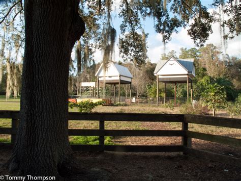 See The World's Largest Bat Houses On The University of Florida Campus ...