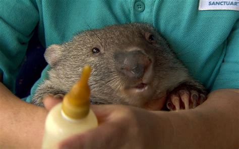 Survivors of the Firestorm | Wombat Fact Sheet | Nature | PBS