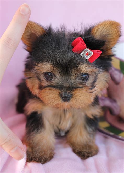 Delightful Teacup Yorkshire "Yorkie" Terrier Puppies for Sale | Teacups ...