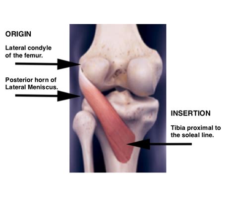 Popliteus Muscle - “The Key of the Knee”